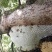 野生蜂蜜