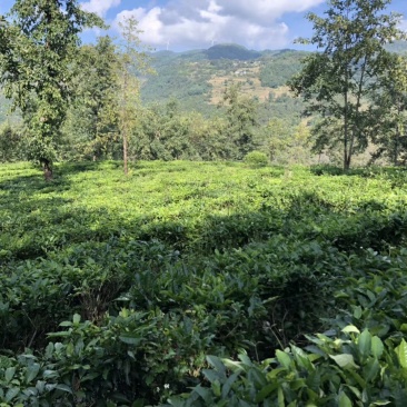 普洱茶