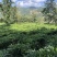 普洱茶