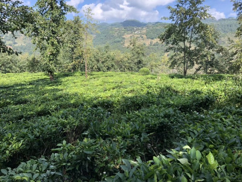 普洱茶