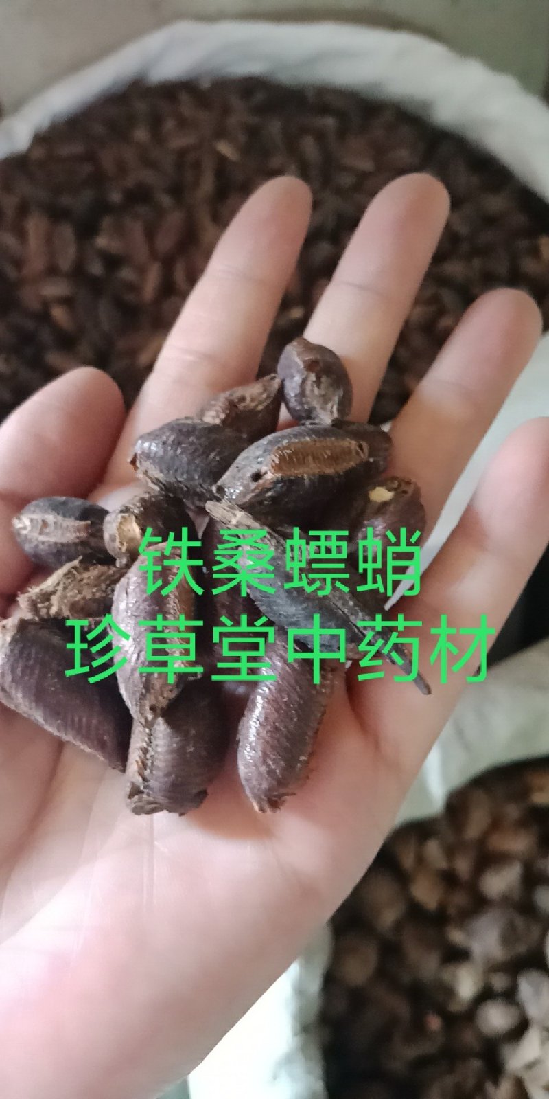 桑硝桑螵蛸东北熟大棉铁桑螵蛸地产桑螵蛸