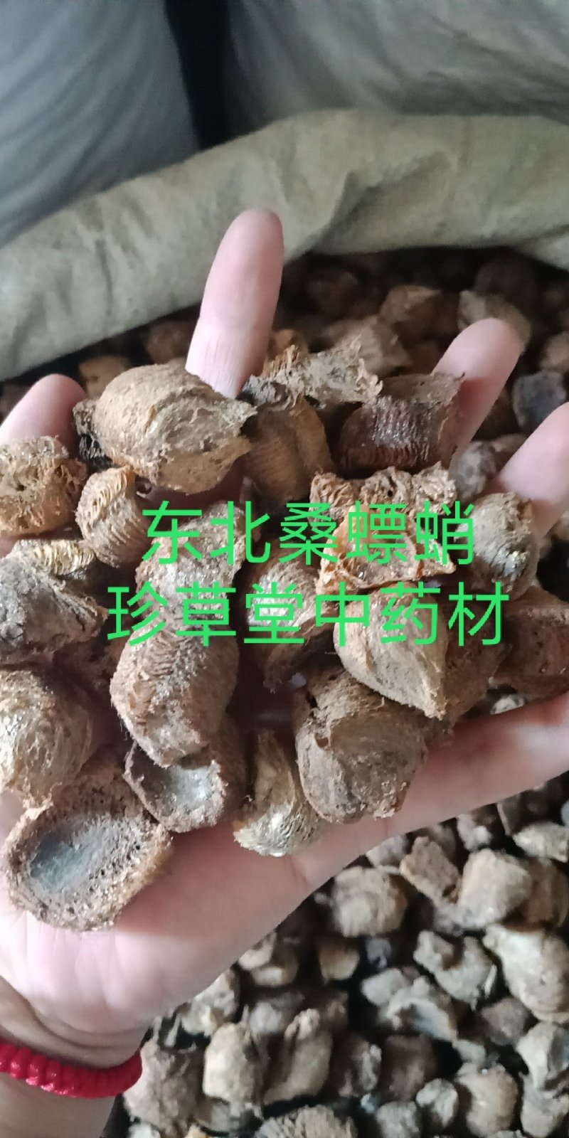 桑硝桑螵蛸东北熟大棉铁桑螵蛸地产桑螵蛸