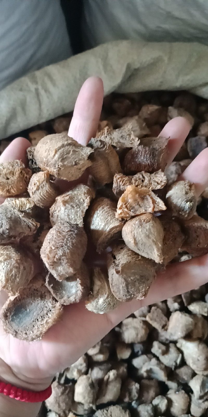 桑硝桑螵蛸东北熟大棉铁桑螵蛸地产桑螵蛸