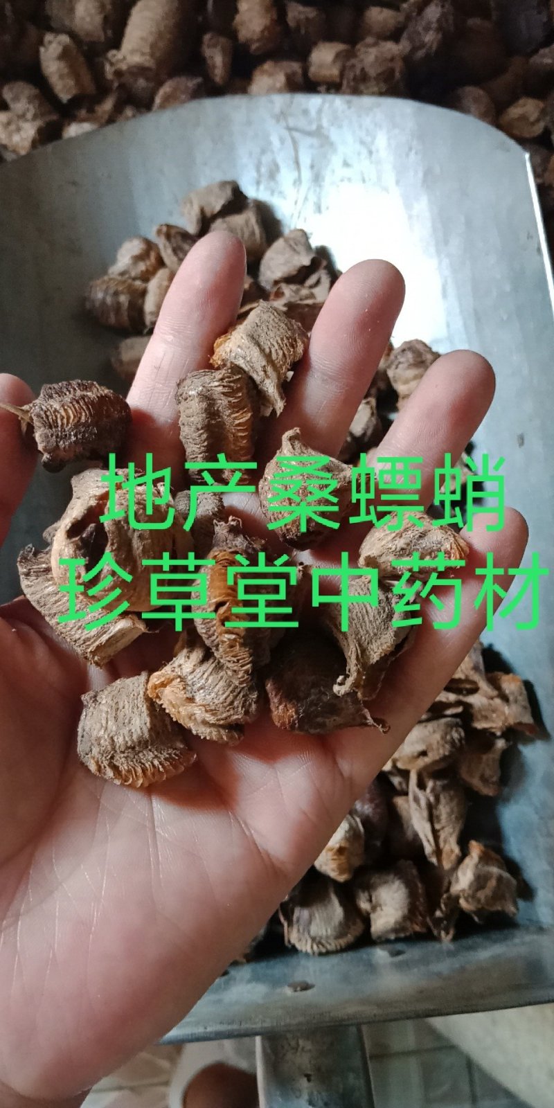桑硝桑螵蛸东北熟大棉铁桑螵蛸地产桑螵蛸