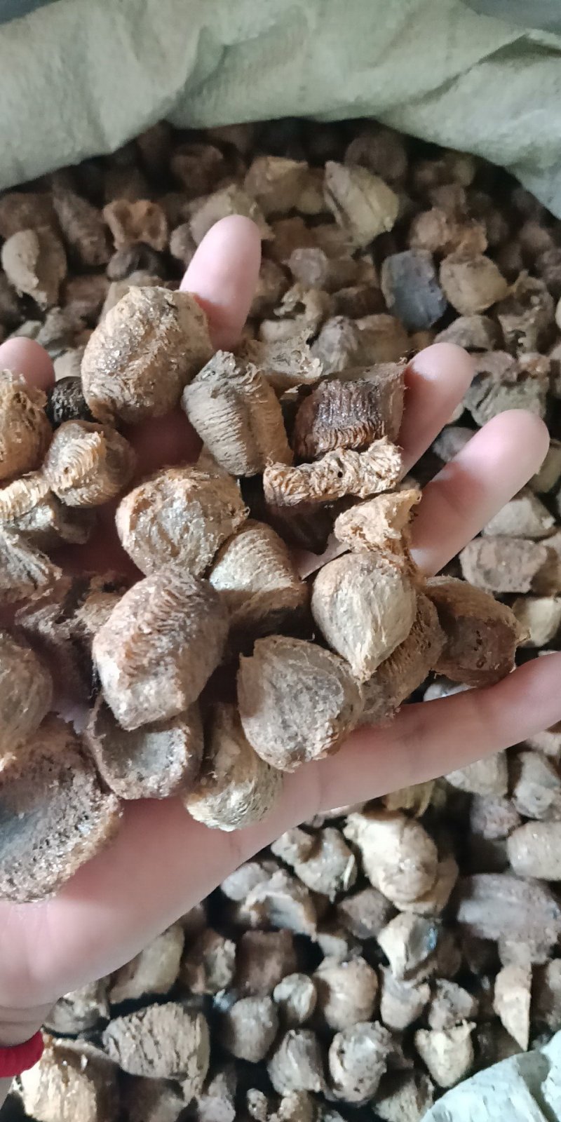 桑硝桑螵蛸东北熟大棉铁桑螵蛸地产桑螵蛸