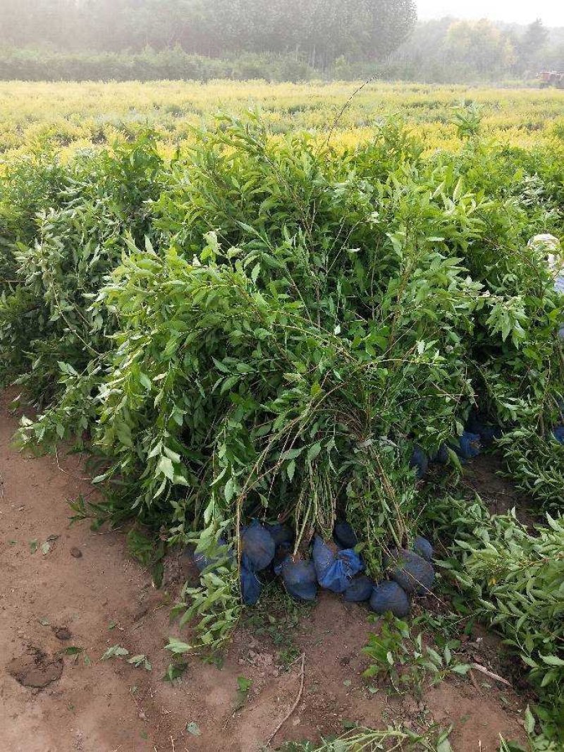 东北连翘：乔灌木，绿化工程苗木