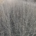 丛生木槿：丛生木槿：丛生木槿