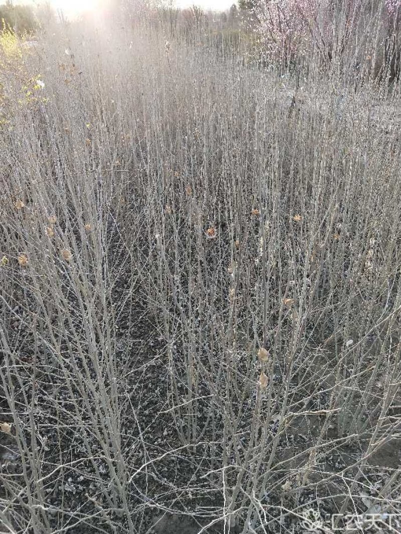 丛生木槿：丛生木槿：丛生木槿