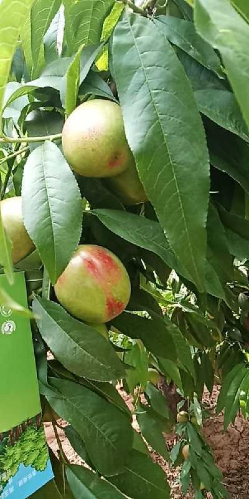 油桃毛桃电商客商有需要的？山西省运城市中油4号大量上市