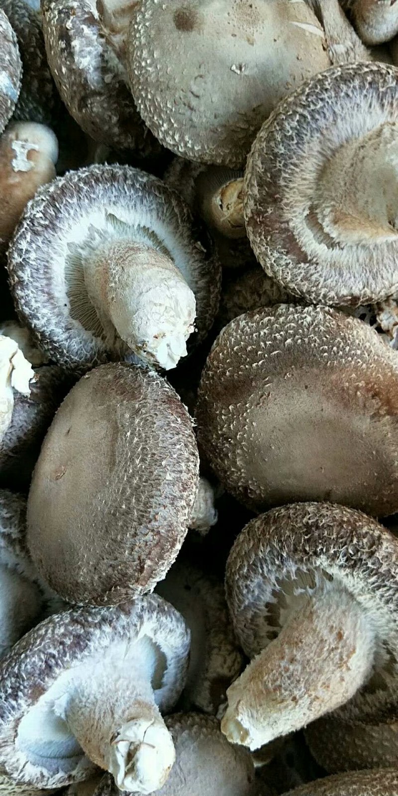 古田新鲜香菇