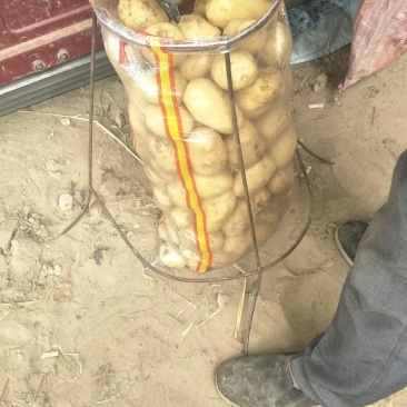 河南新鲜黄皮黄心土豆上市求合作