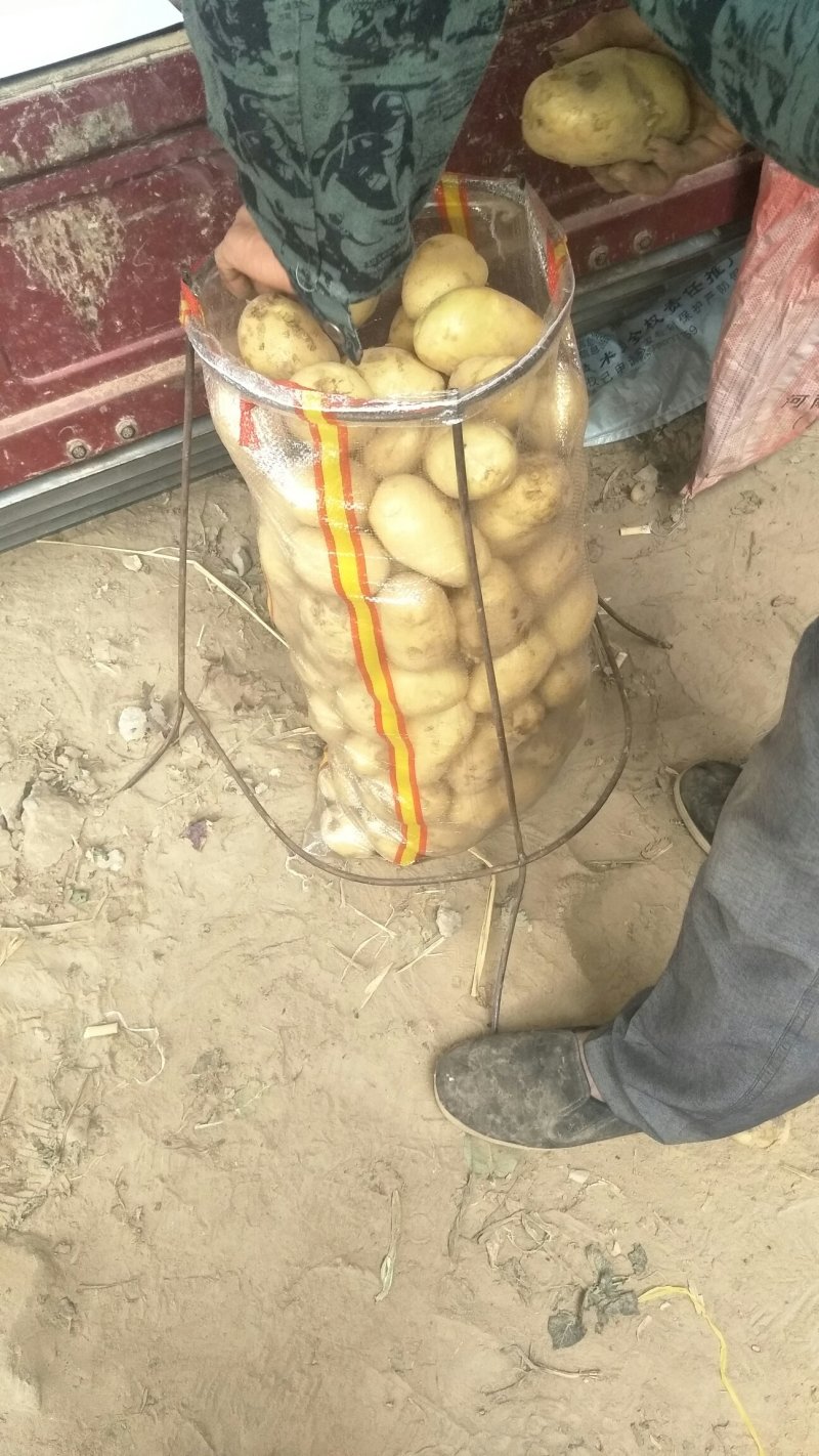 河南新鲜黄皮黄心土豆上市求合作
