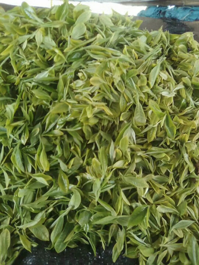 云南高山绿茶。