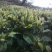 云南高山绿茶。