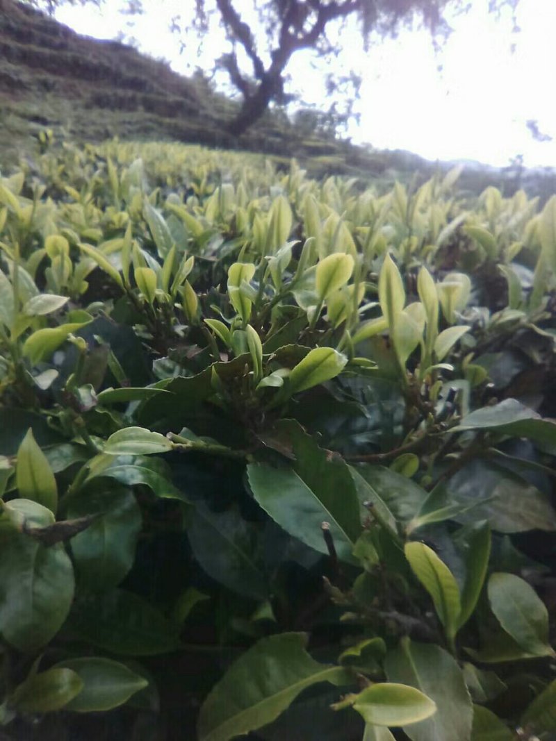 云南高山绿茶。