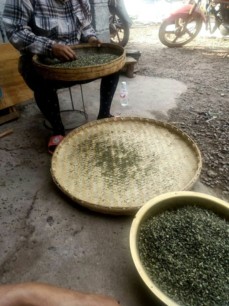 云南高山绿茶。