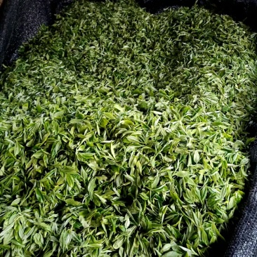 云南高山绿茶。