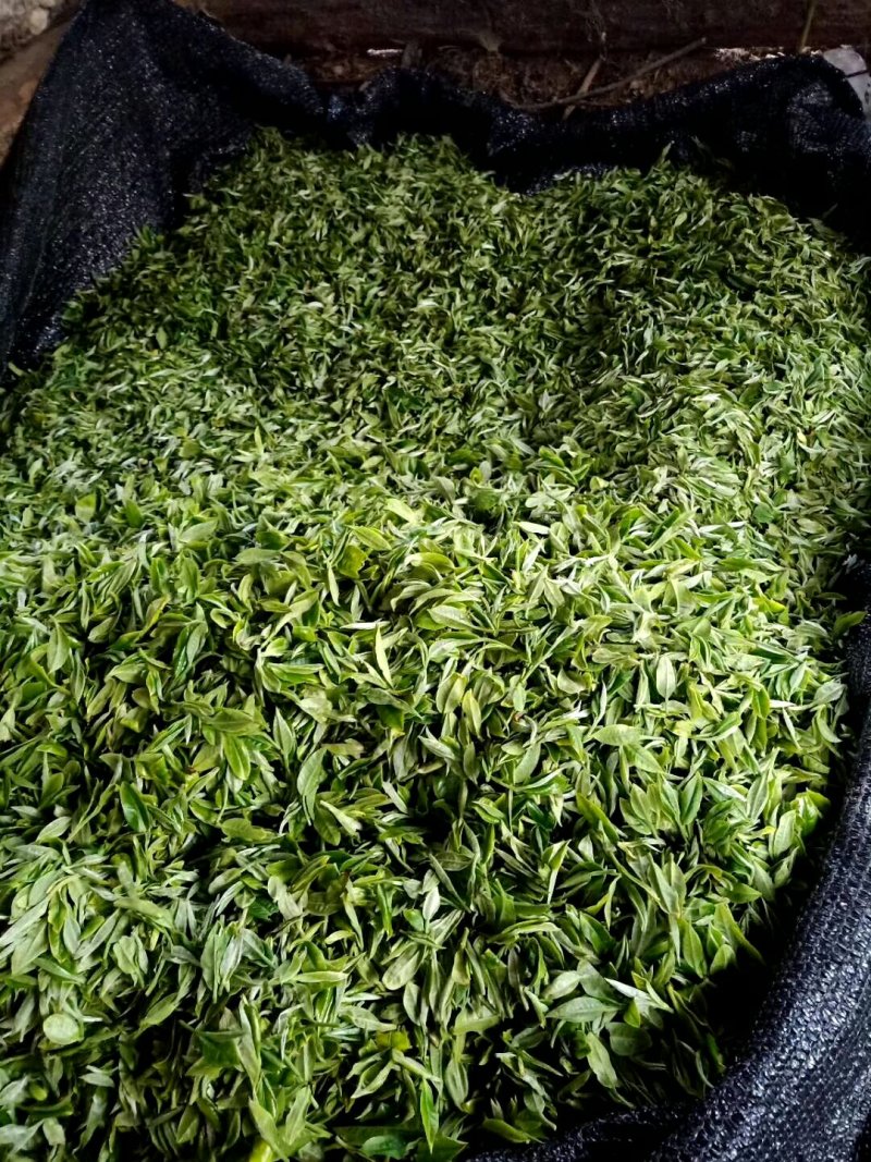 云南高山绿茶。