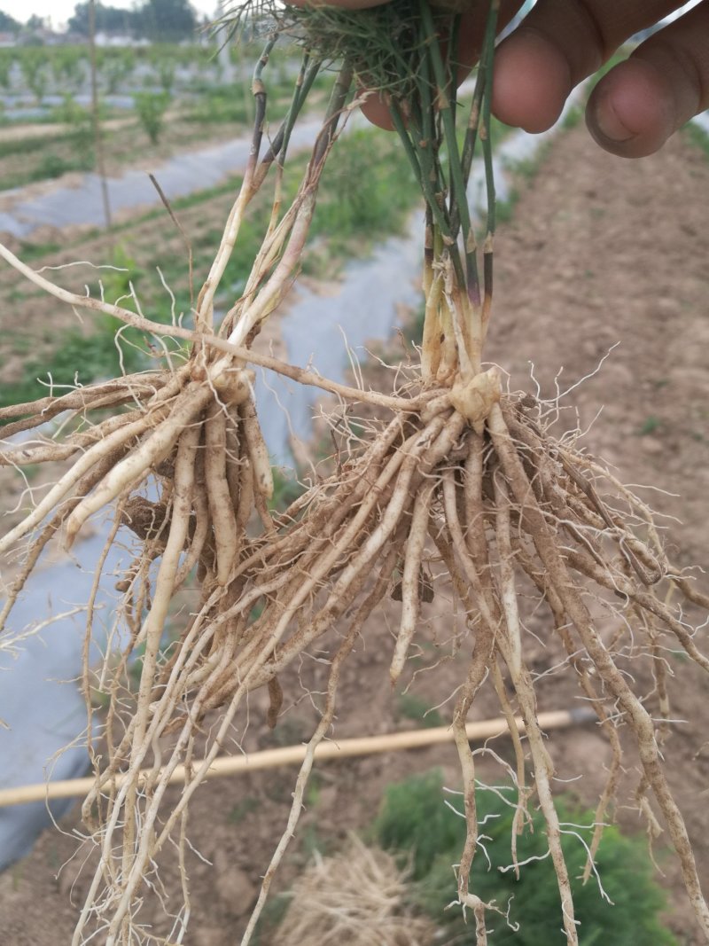 芦笋苗芦笋根绿白芦笋苗育苗基地直销死苗补发视频选一件代发