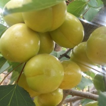 珍珠油杏