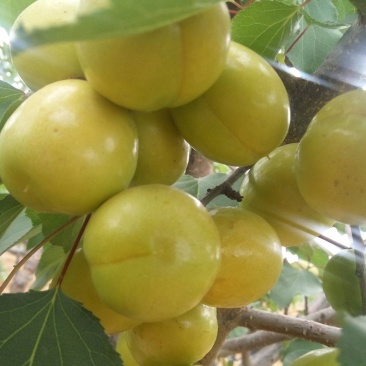 珍珠油杏