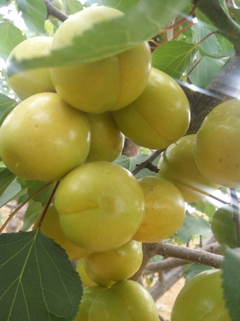 珍珠油杏