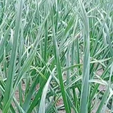 优质红根白根蒜苗