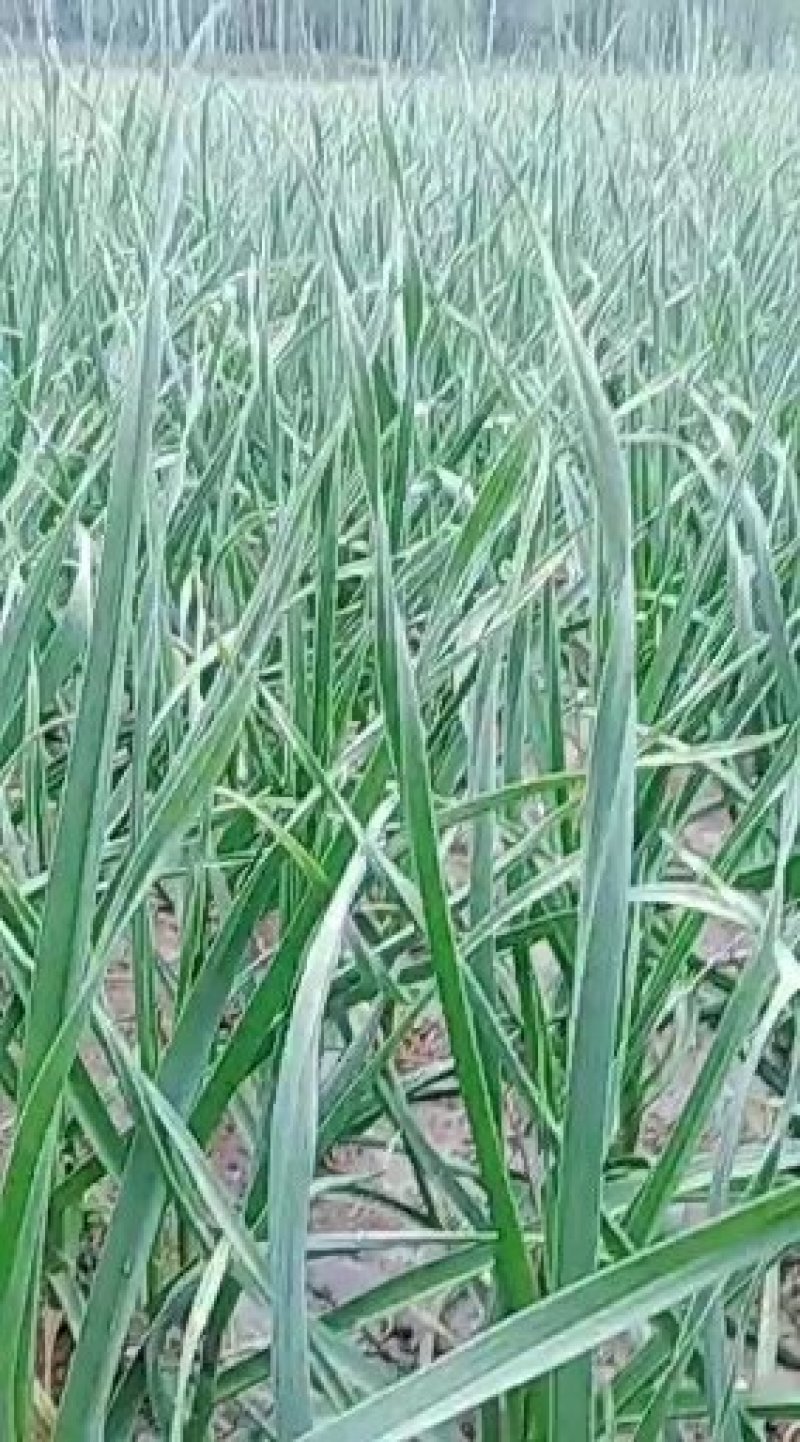 优质红根白根蒜苗
