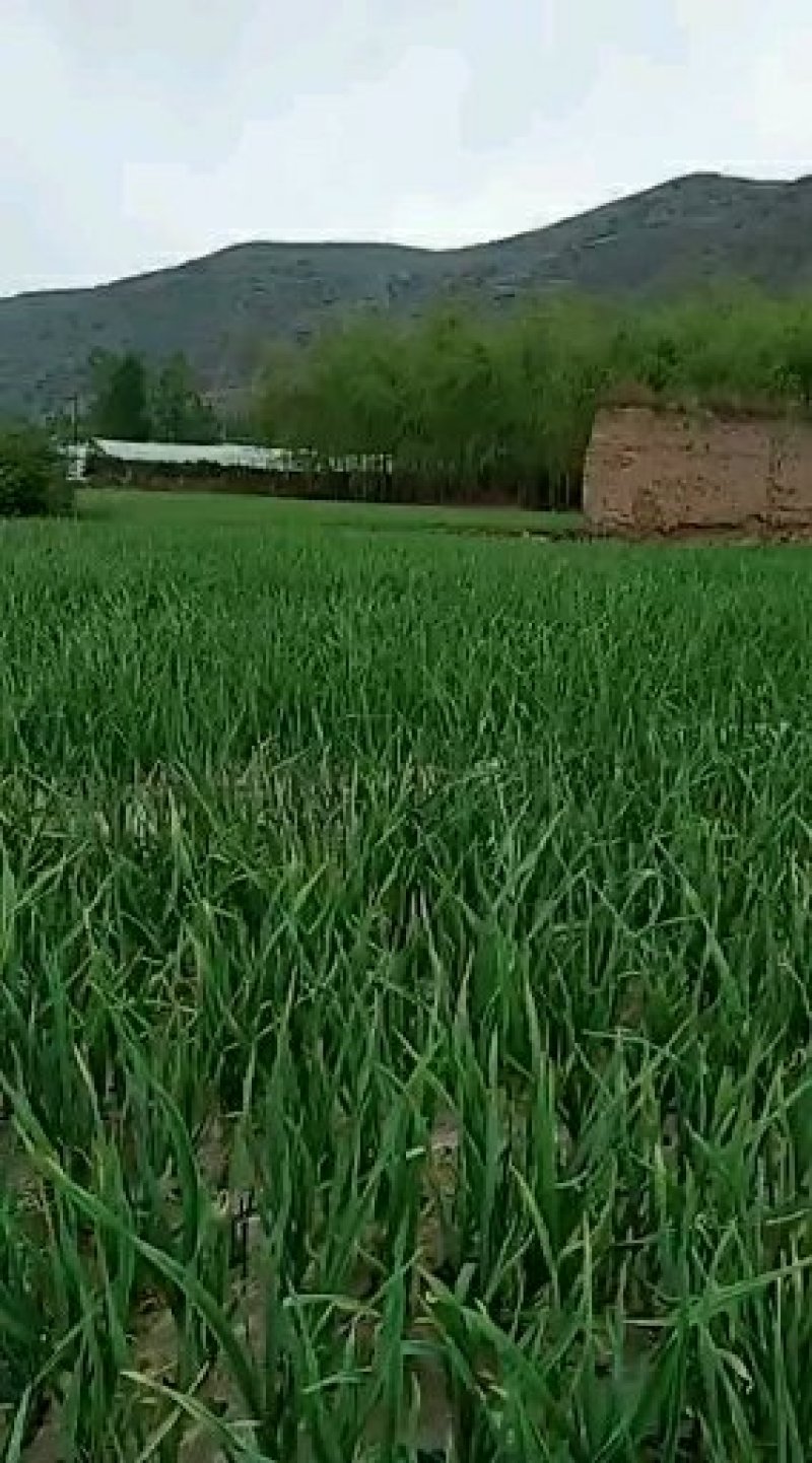 优质红根白根蒜苗
