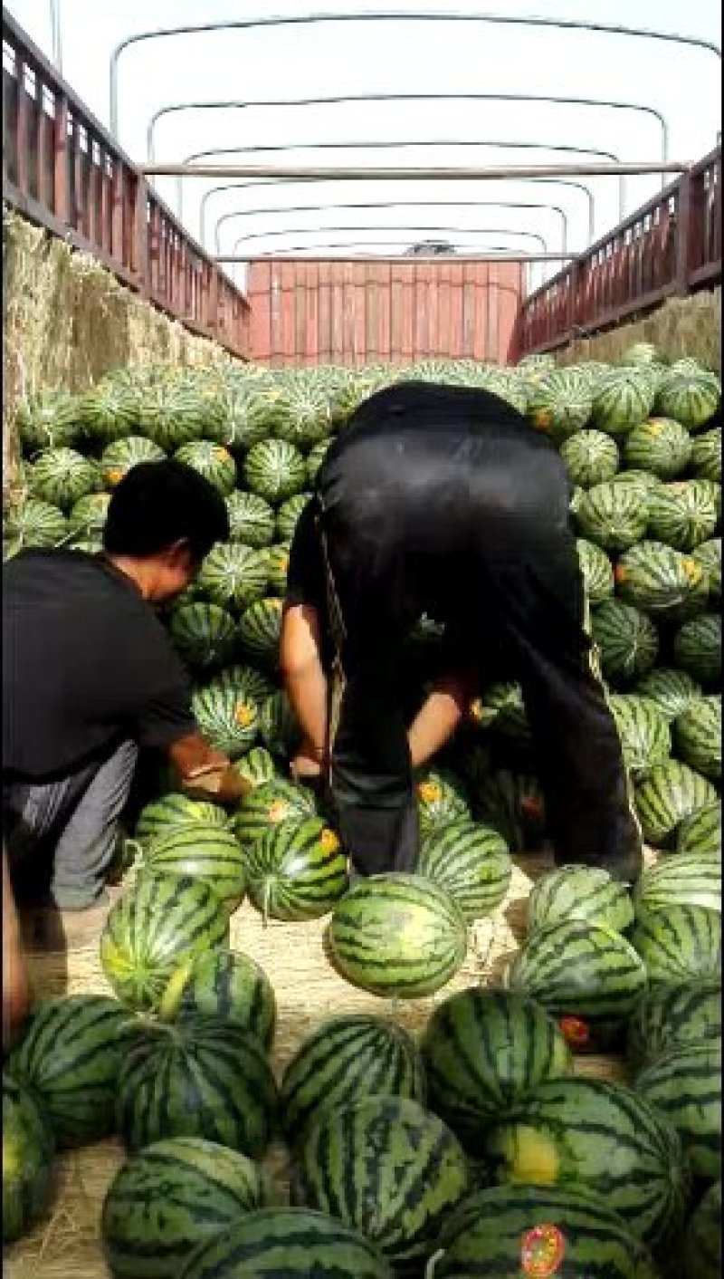 西瓜