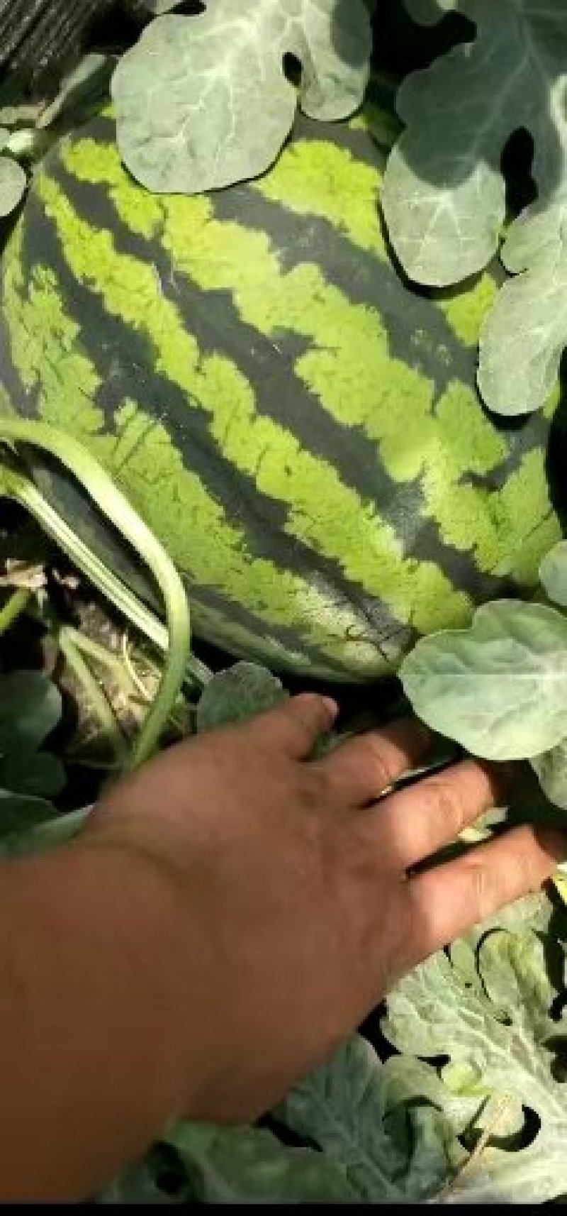 西瓜