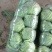 甘蓝大量上市了，欢迎新老客户采购了