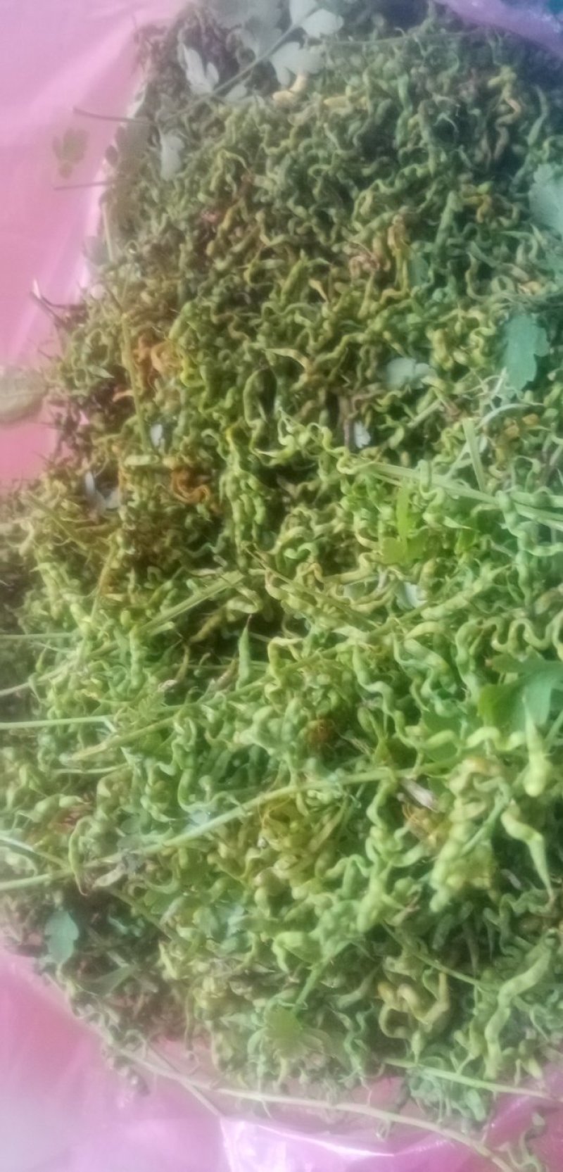 岩黄连种子