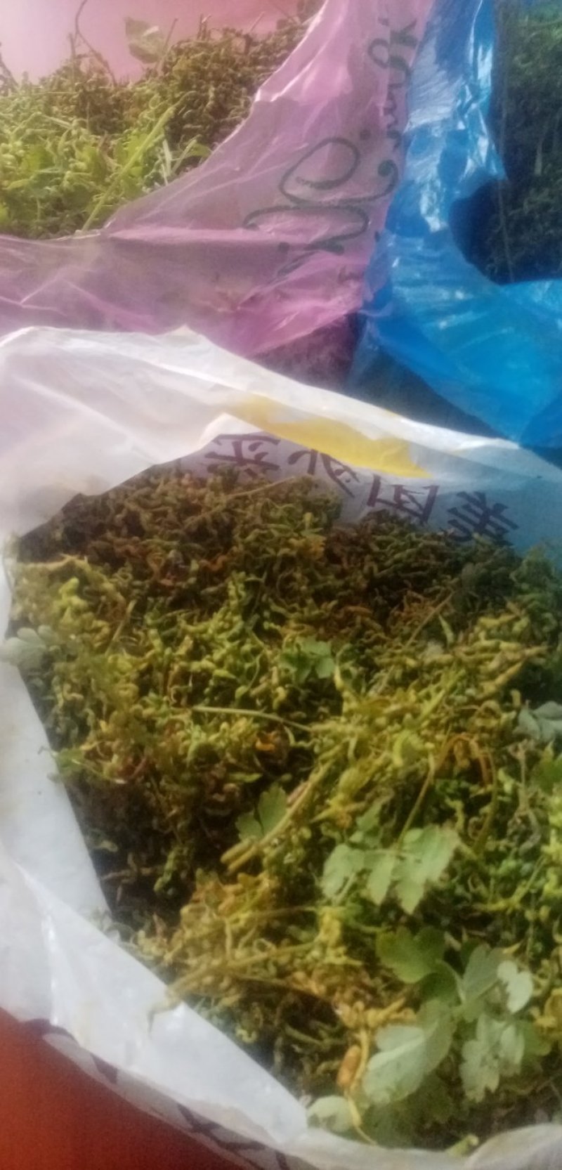 岩黄连种子