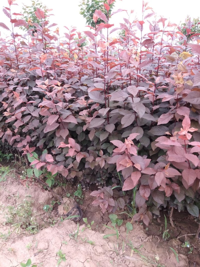 大量优质红叶李紫叶李，产地现挖现发，成活率高，提供技术指导