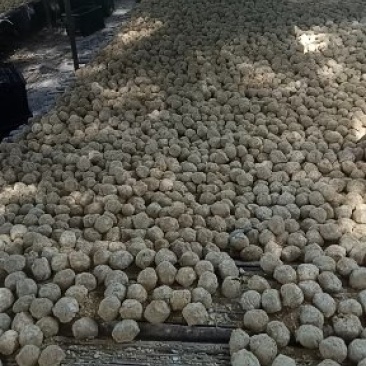 河南五香变蛋大量出售