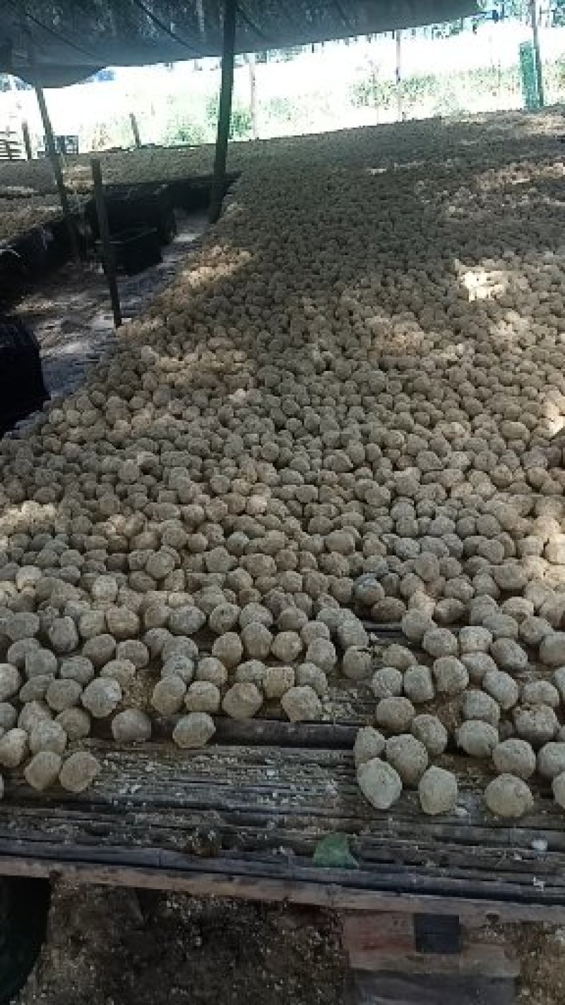 河南五香变蛋大量出售