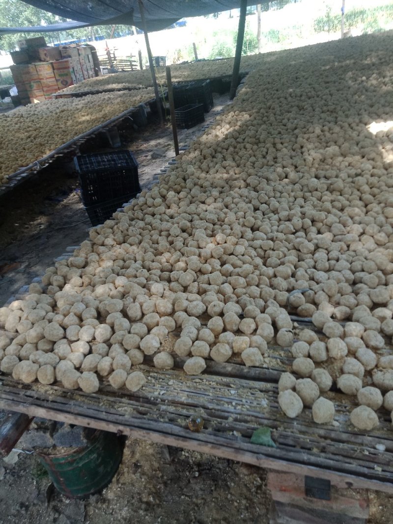 河南五香变蛋大量出售