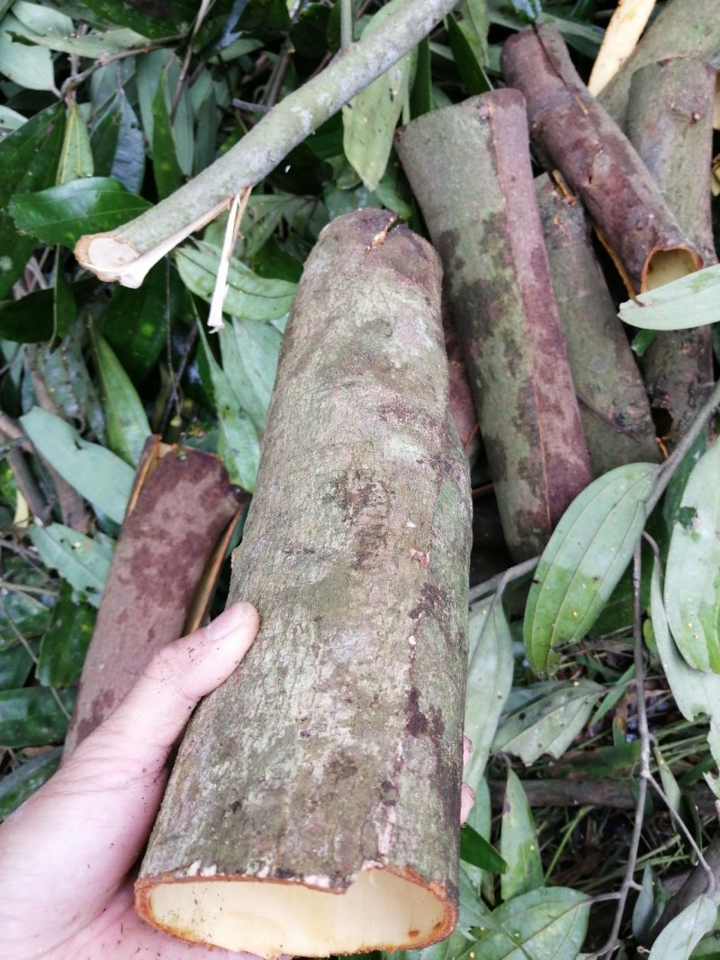 广西肉桂桂皮纯天然晒干无硫包邮价