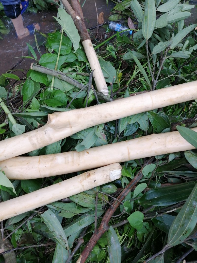 广西肉桂桂皮纯天然晒干无硫包邮价