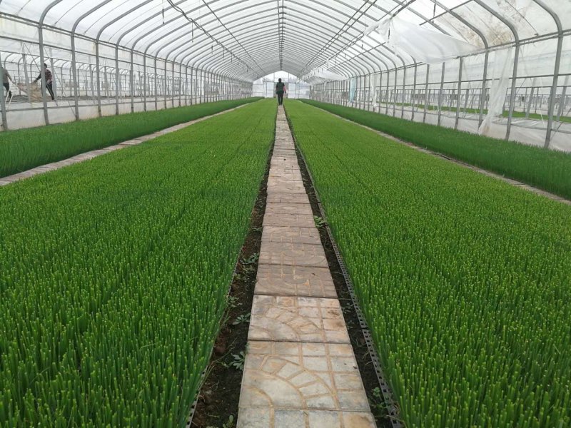 【好货推荐】潍坊旭峰大葱育苗合作社，出售一代葱苗