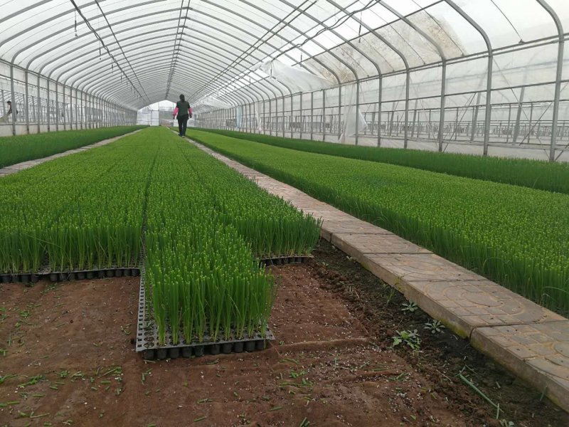【好货推荐】潍坊旭峰大葱育苗合作社，出售一代葱苗