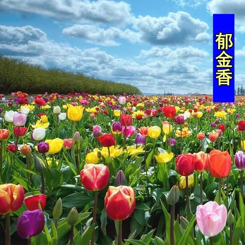 荷兰进口郁金香种球花卉盆栽庭院景观地栽植物水培土养郁金香
