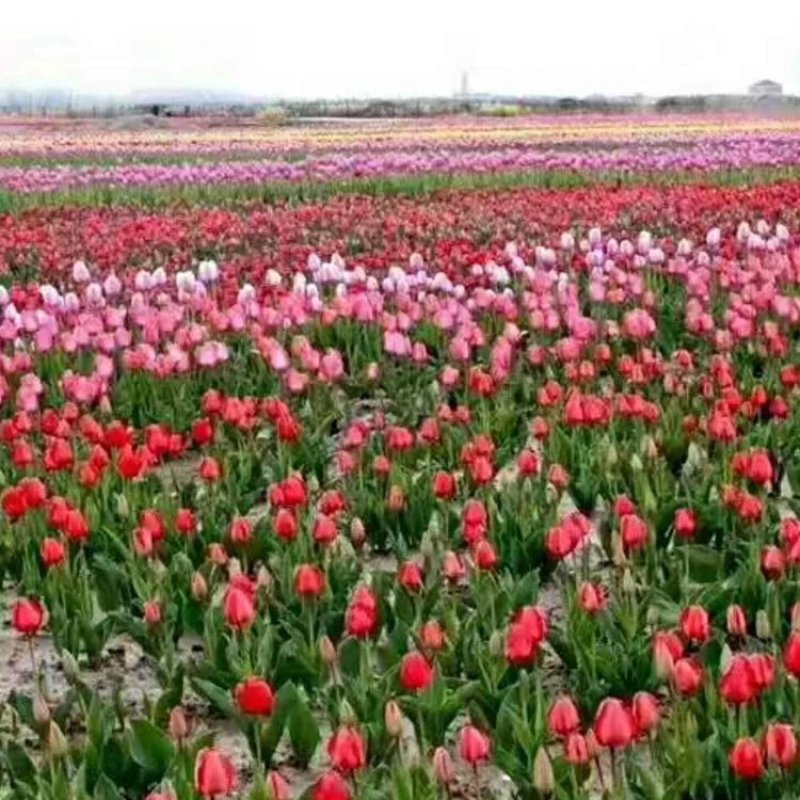 荷兰进口郁金香种球花卉盆栽庭院景观地栽植物水培土养郁金香