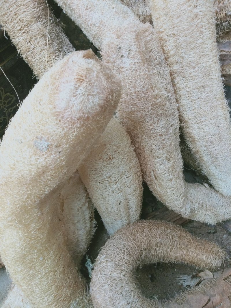 丝瓜络
