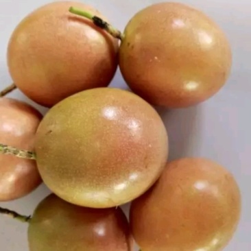 钦蜜9号百香果