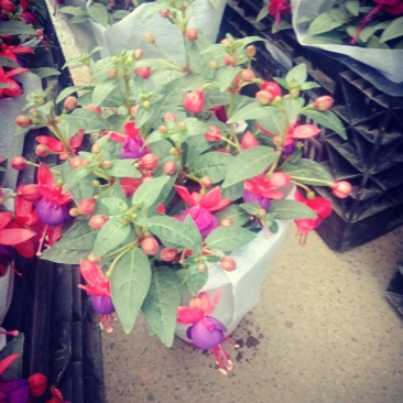 灯笼花