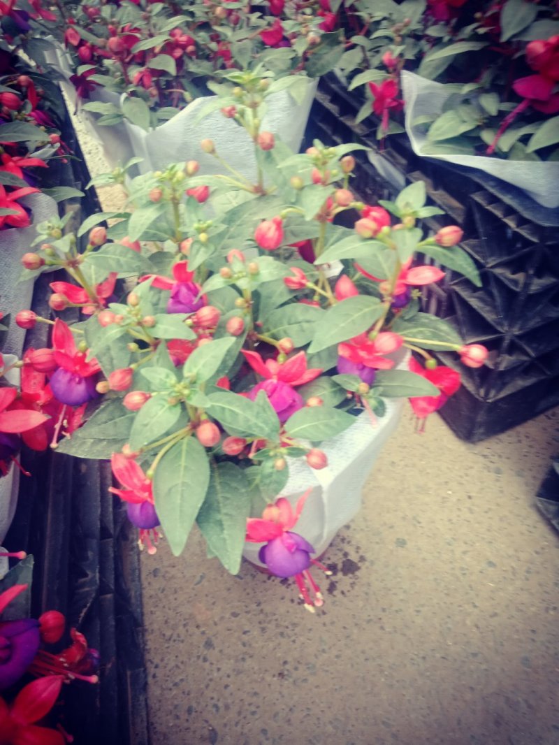 灯笼花