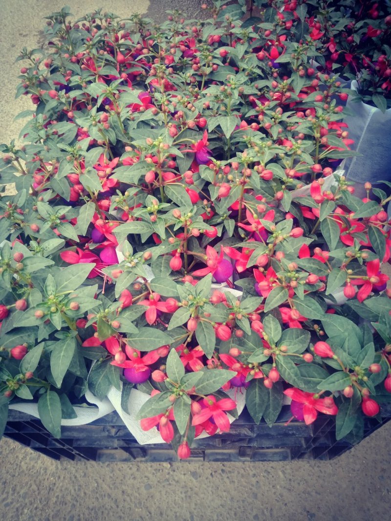 灯笼花