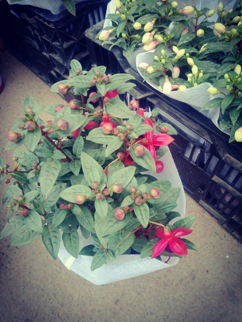 灯笼花